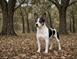 Rat Terrier