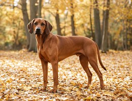 Redbone Coonhound