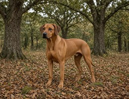 Rhodesian Ridgeback