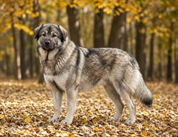Romanian Carpathian Shepherd Dog