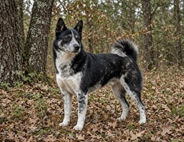 Russo-European Laika