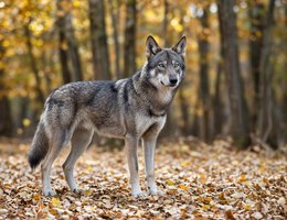 Saarloosewolfdog