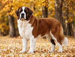 Saint Bernard