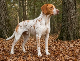 Saint Germain Pointer