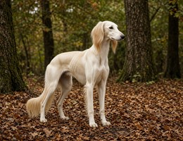 Saluki
