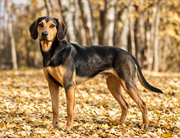 Schiller Hound