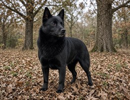 Schipperke