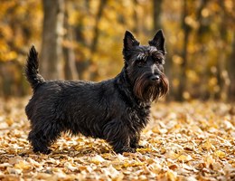 Scottish Terrier