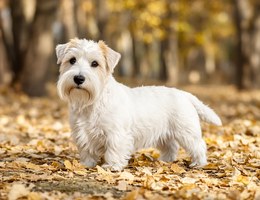 Sealyham Terrier