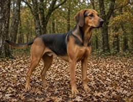 Serbian Hound