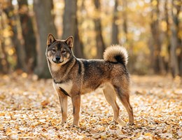 Shikoku