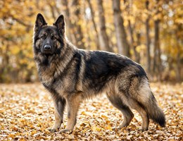 Shiloh Shepherd