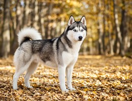 Siberian Husky