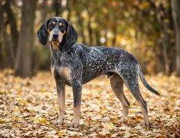 Small Blue Gascony Hound