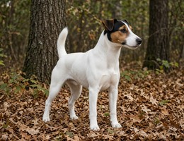 Smooth Fox Terrier