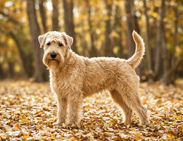 Soft-Coated Wheaten Terrier