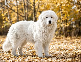 South Russian Shepherd Dog