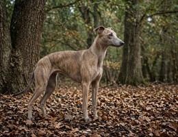Spanish Greyhound