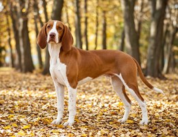 Spanish Hound