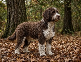 Spanish Water Dog