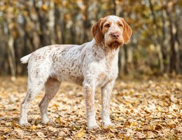Spinone Italiano