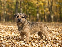 Sporting Lucas Terrier