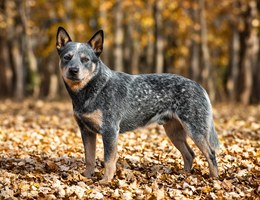 Stumpy Tail Cattle Dog