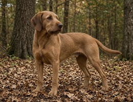 Styrian Coarse-Haired Hound