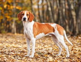 Swiss Hound