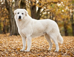 Tatra Shepherd Dog