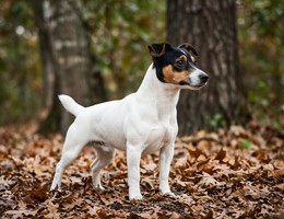 Teddy Roosevelt Terrier