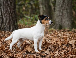 Tenterfield Terrier