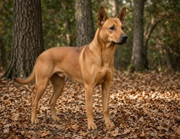 Thai Ridgeback
