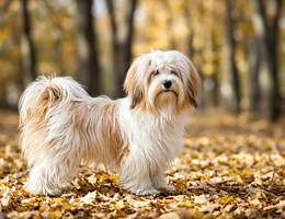 Tibetan Terrier