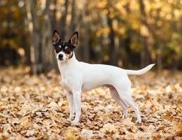 Toy Fox Terrier
