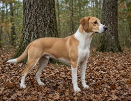 Treeing Cur