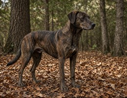 Treeing Tennessee Brindle