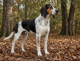 Treeing Walker Coonhound
