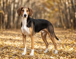 Tyrolean Hound
