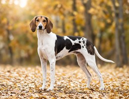 Virelade Hound