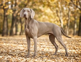 Weimaraner