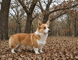 Welsh Corgi (Pembroke)