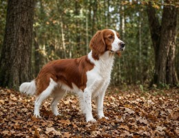 Welsh Springer Spaniel