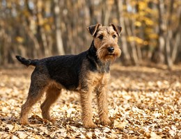 Welsh Terrier