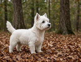 West Highland White Terrier