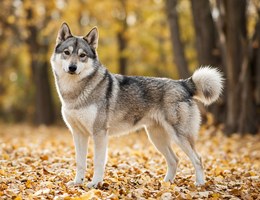 West Siberian Laika