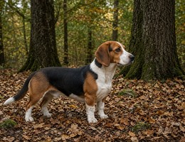 Westphalian Dachsbracke