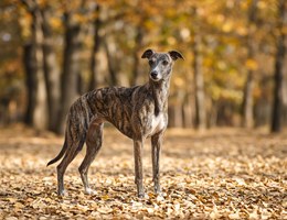 Whippet