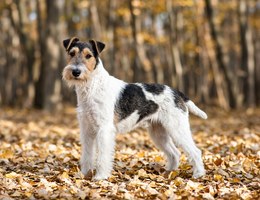 Wire Fox Terrier