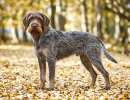 Wirehaired Pointing Griffon